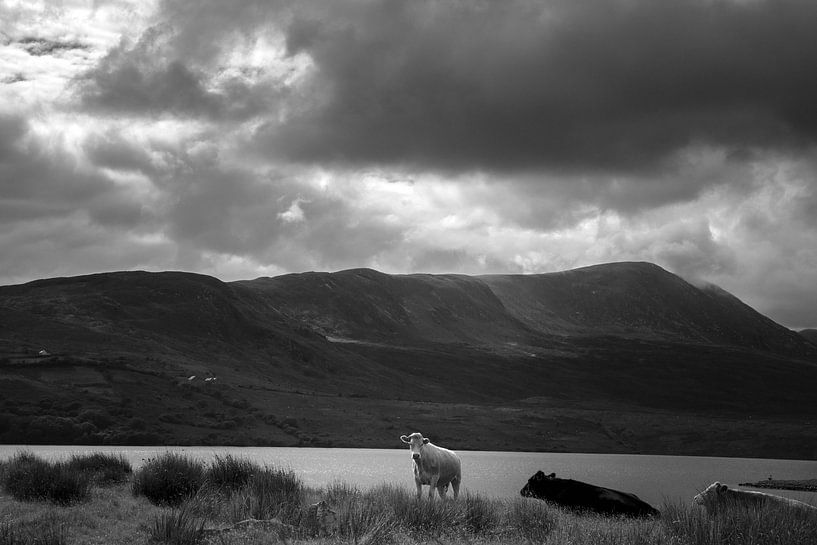 Kühe am Lough Feeagh in Irland von Bo Scheeringa Photography