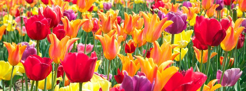 Tulpen von frans bouwmeester