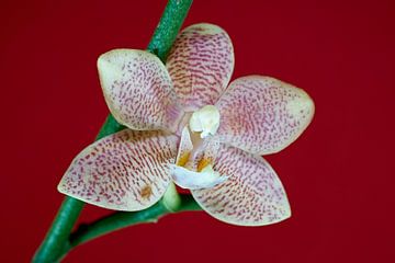 bloeiende orchidee van Heiko Kueverling
