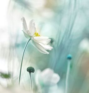 Japanische Anemone