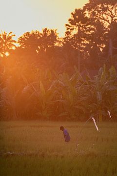 Rice farmer still at work in the last evening light by Perry Wiertz
