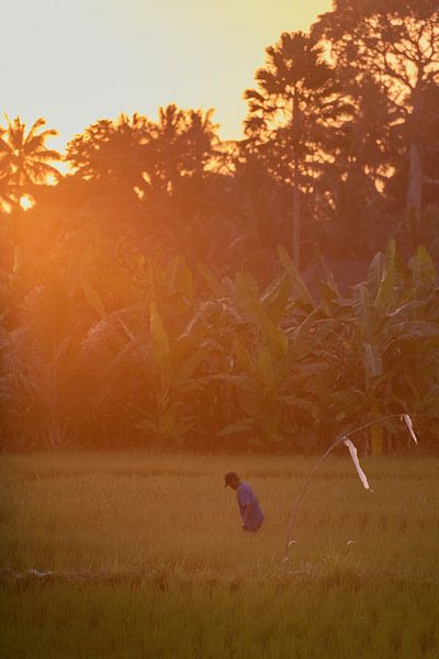 Riziculteur encore au travail dans la dernière lumière du soir par Perry Wiertz