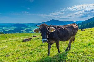 Cow, Allgäu Alps van Walter G. Allgöwer