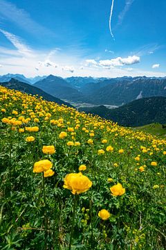 Trollblumenwiese über den Tannheimer Bergen von Leo Schindzielorz
