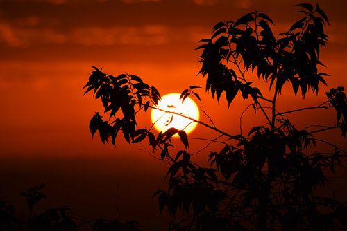 Branching out van Jurgen Hak