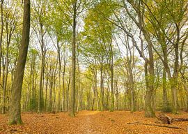 Speulder and Spielder forest (Netherlands)