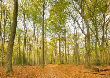 Forêt de Speulder et Spielder (Pays-Bas) sur Marcel Kerdijk