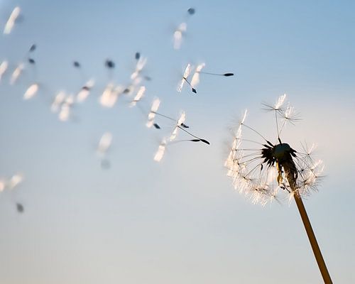paardenbloempluizenbol
