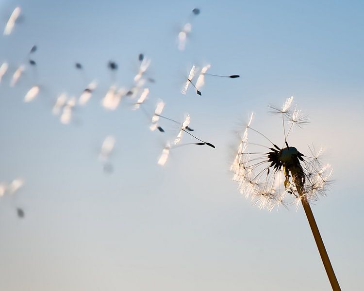 dandelion fluff ball by Miny'S