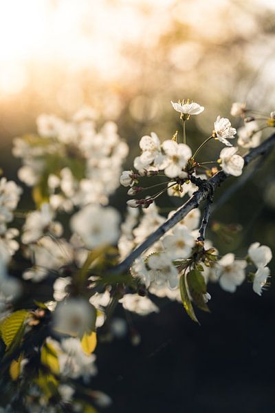 Frühlingserwachen von Joris Machholz