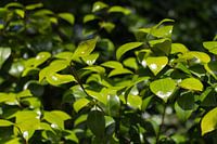 Groene bladeren close up