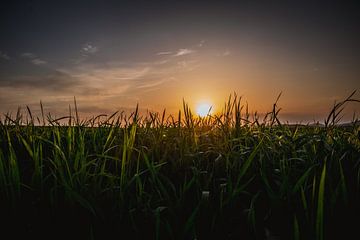 Zonsondergang in het groene gras van Stedom Fotografie