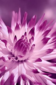 Dahlia sur Violetta Honkisz