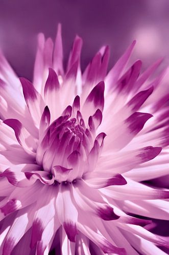 Dahlia