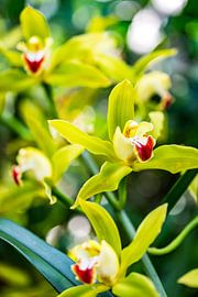 Cymbidium - Kleurenspel van de bloemlip van Patrick Kilb