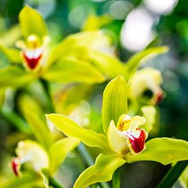 Cymbidium - Jeu de couleurs du labelle sur Patrick Kilb
