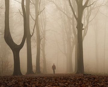Spaziergang im nebligen Wald von Nicola Mathu