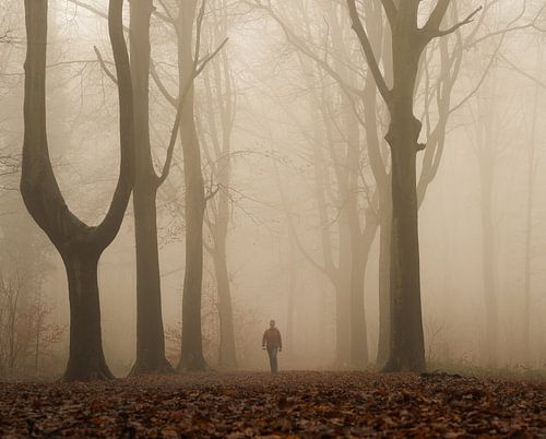 Wandeling in het mistige bos