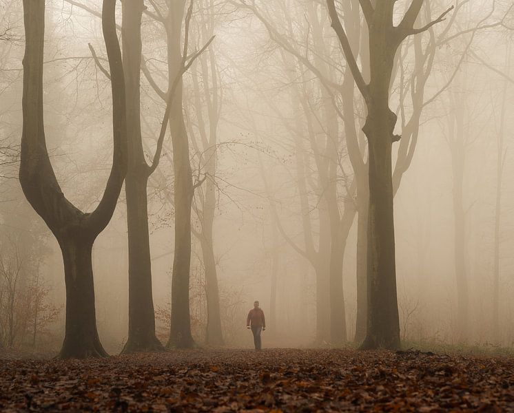 Walk in the misty forest by Nicola Mathu