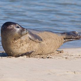 Eine faulenzende Robbe von Kirsten van Engelenburg