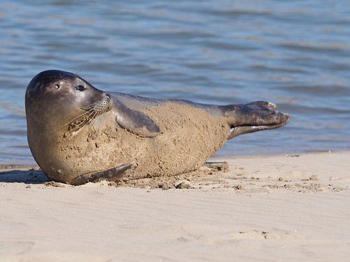 Un phoque qui se prélasse