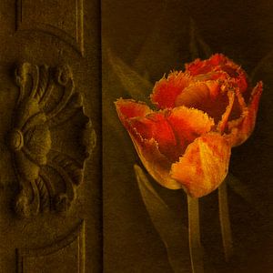 Tulpen aus Holland.