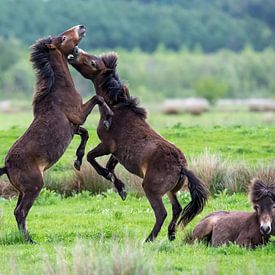 Paarden van Harry Punter