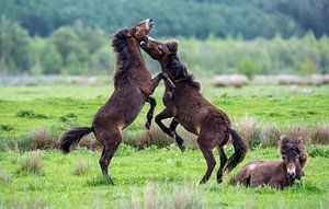 Chevaux