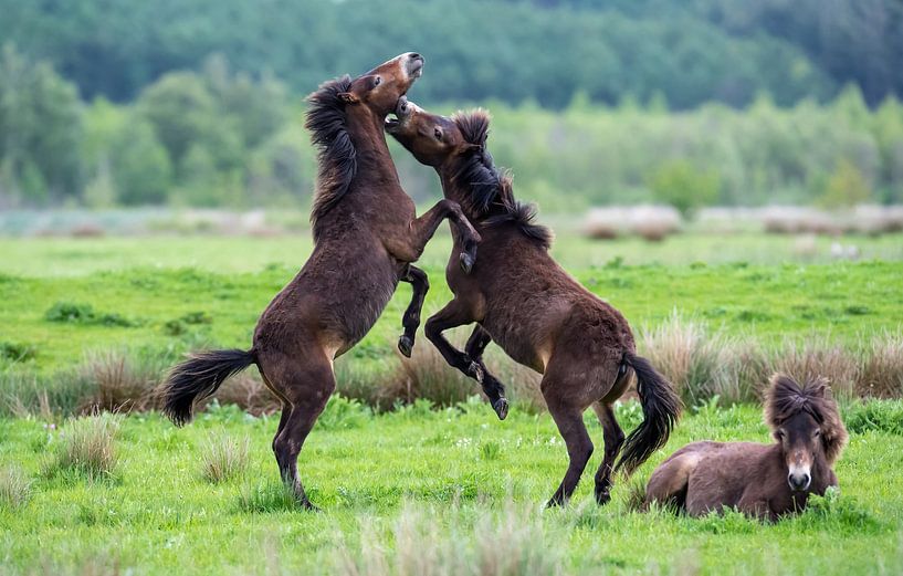 Horses by Harry Punter