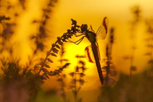 De bandheidelibel voor de ondergaande zon
