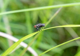 Fliegen aus nächster Nähe von Tomasz Baranowski