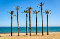 Palm trees on the sandy beach of Roquetas del mar Almeria Andalucia Spain by Dieter Walther thumbnail