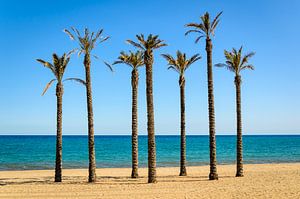 Palmiers sur la plage de sable de Roquetas del mar Almeria Andalucia Espagne sur Dieter Walther