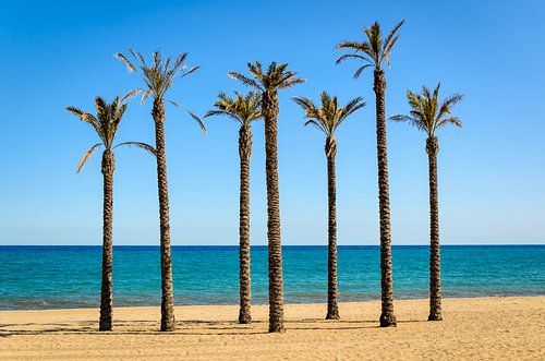 Palmbomen op het zandstrand van Roquetas del mar Almeria Andalucia Spanje