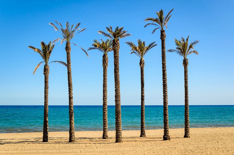 Palm trees on the sandy beach of Roquetas del mar Almeria Andalucia Spain by Dieter Walther