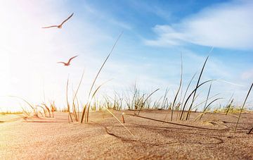 baltic sea dune with seagulls and grass by Dörte Bannasch
