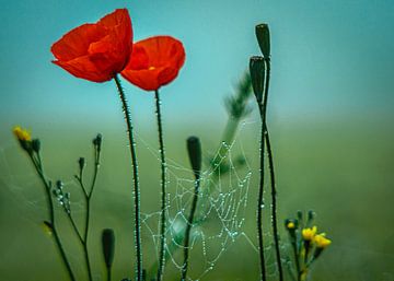 With Analog Lens Forest Flower Meadow Field Fog by Johnny Flash