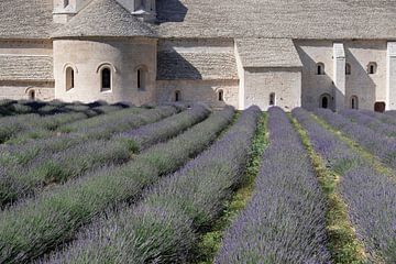 Sénanque Abbey among blooming lavender