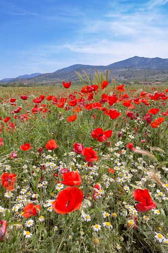 Colorful in the field