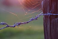 Prikkeldraad en spinnenweb in de zonsondergang. von Maarten Honinx Miniaturansicht