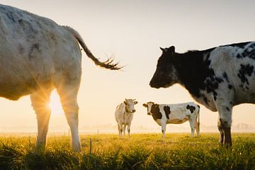 Hollandse Koeien tijdens zonsopkomst | Dieren uit Nederland | Landschapsfotografie | Boeren van Marijn Alons