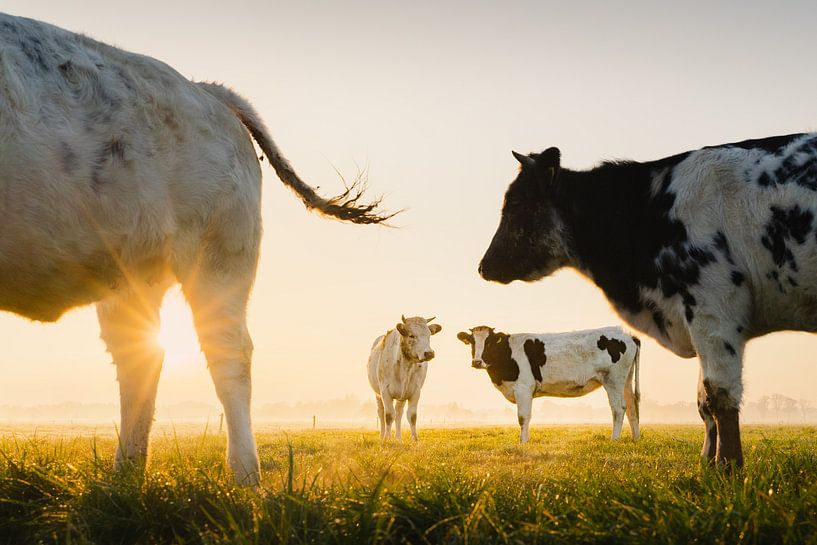 Dutch cows at sunrise | Animals from the Netherlands | Landscape photography | Farmers by Marijn Alons