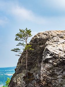 Landscape with tree and rocks in the Harz mountains, Germany sur Rico Ködder