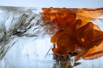 Oranje freesia in ijs 2 van Marc Heiligenstein