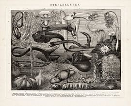 Antique engraving Deep sea life. by Studio Wunderkammer