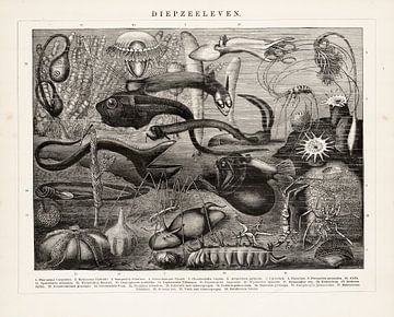 Antique engraving Deep sea life. by Studio Wunderkammer