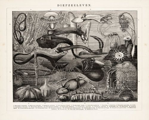 Antieke gravure Diepzeeleven.