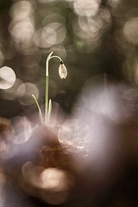 Magic Snowdrop van Bob Daalder