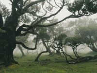 Fanal Forest Madeira foggy