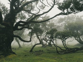 Fanalwald Madeira neblig